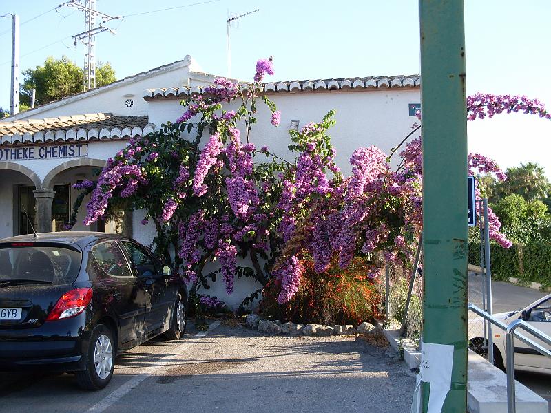 Spanien2010_6 089.jpg - marvellous vegetation